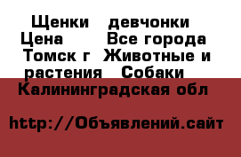 Щенки - девчонки › Цена ­ 2 - Все города, Томск г. Животные и растения » Собаки   . Калининградская обл.